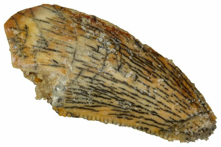 Serrated Raptor Tooth - Real Dinosaur Tooth #332876